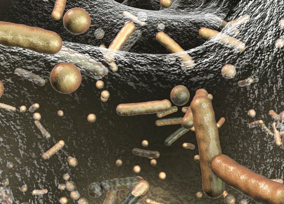 Legionella na corona